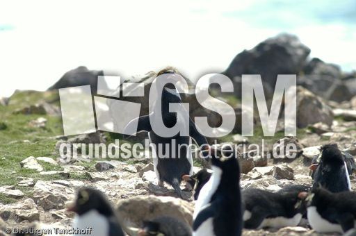 Goldschopfpinguin (09 von 19).jpg